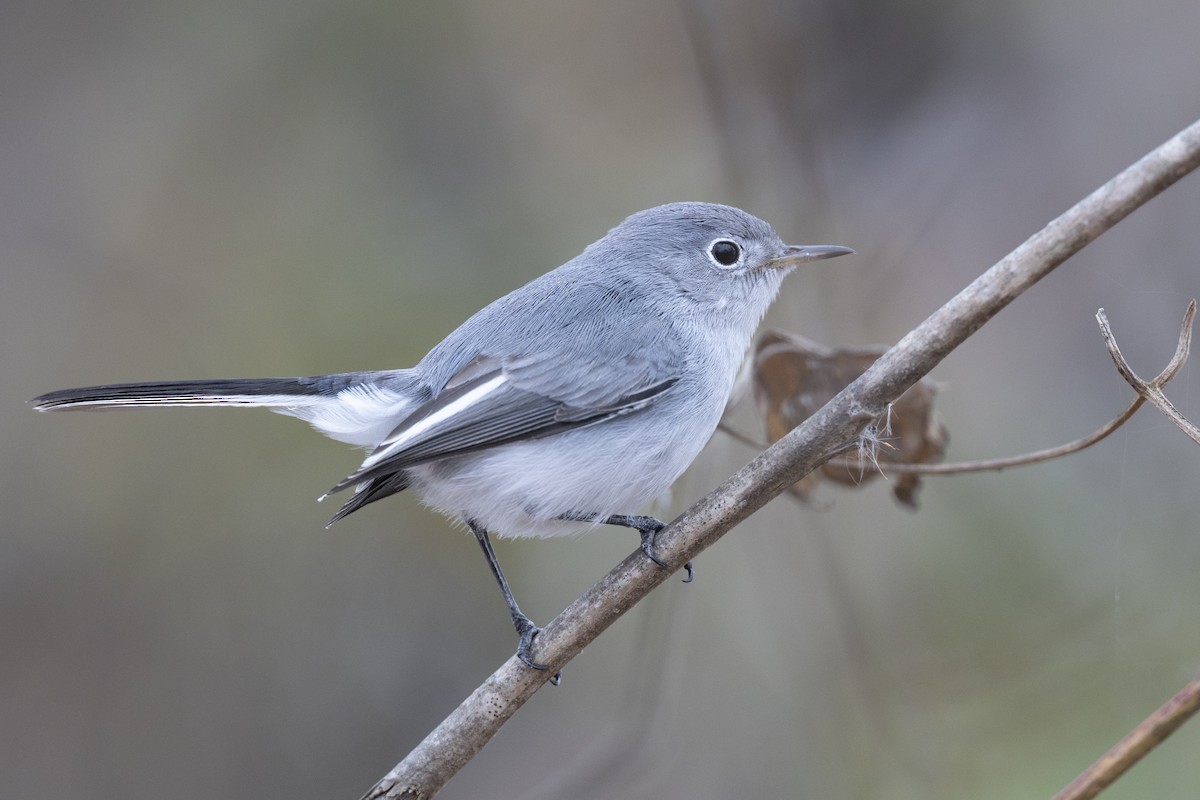 Blue-gray Gnatcatcher (Eastern) - ML647154818