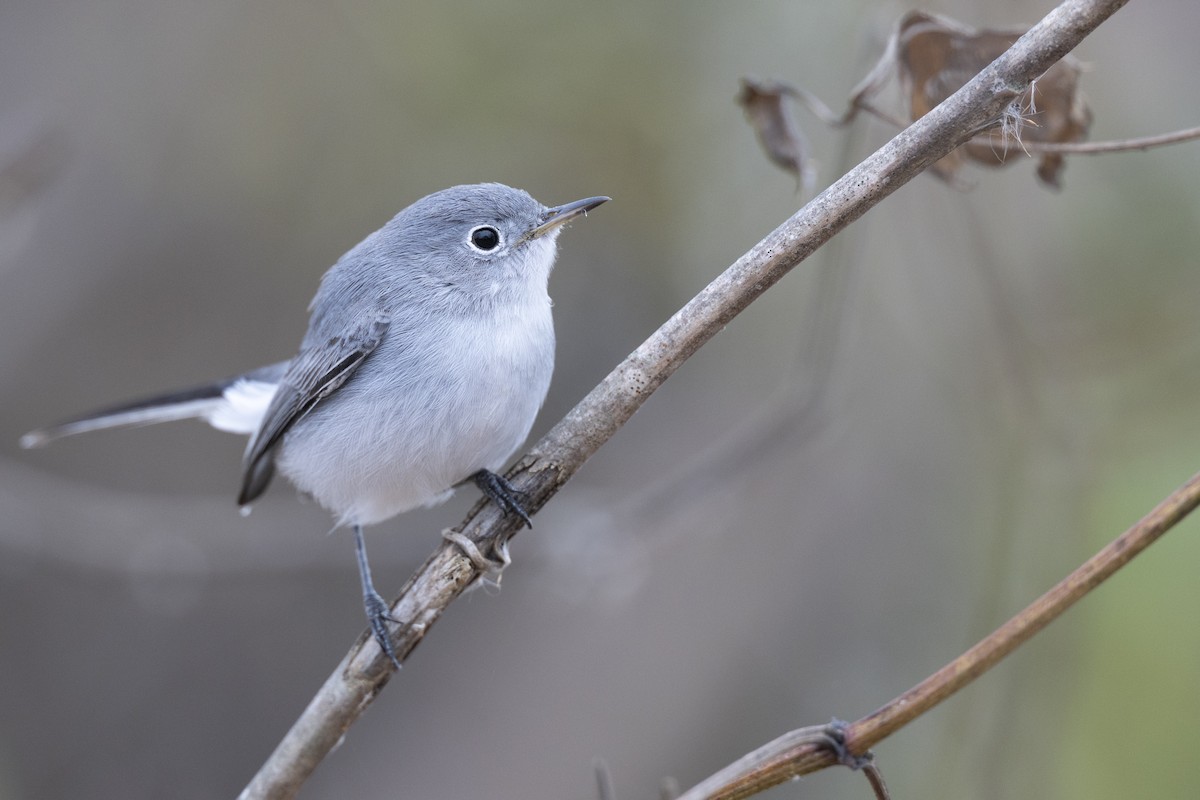 Blue-gray Gnatcatcher (Eastern) - ML647154819