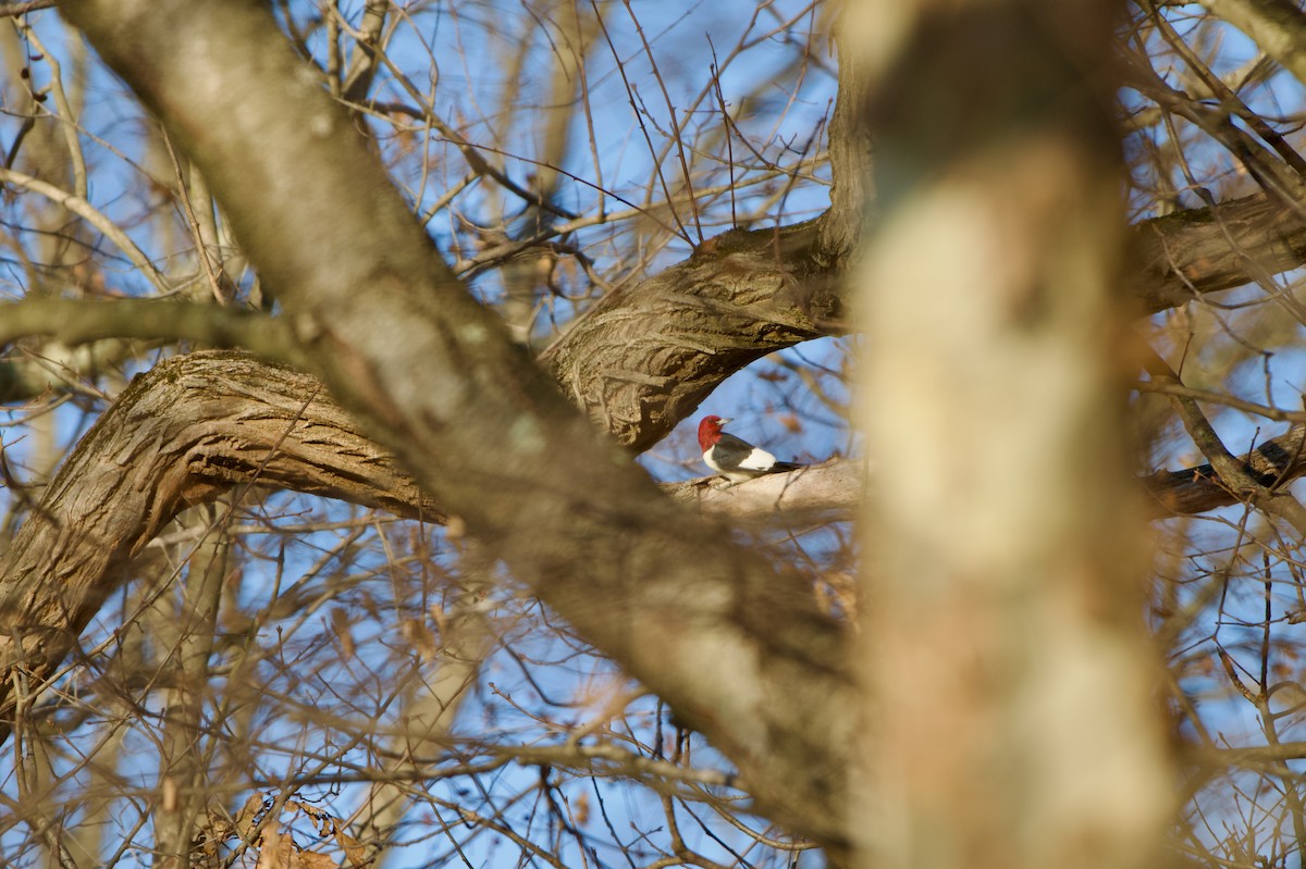 Red-headed Woodpecker - ML647154823