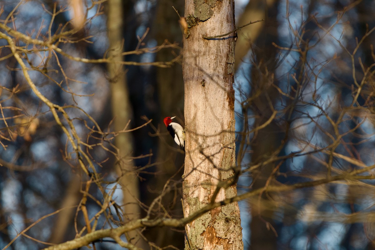 Red-headed Woodpecker - ML647154825