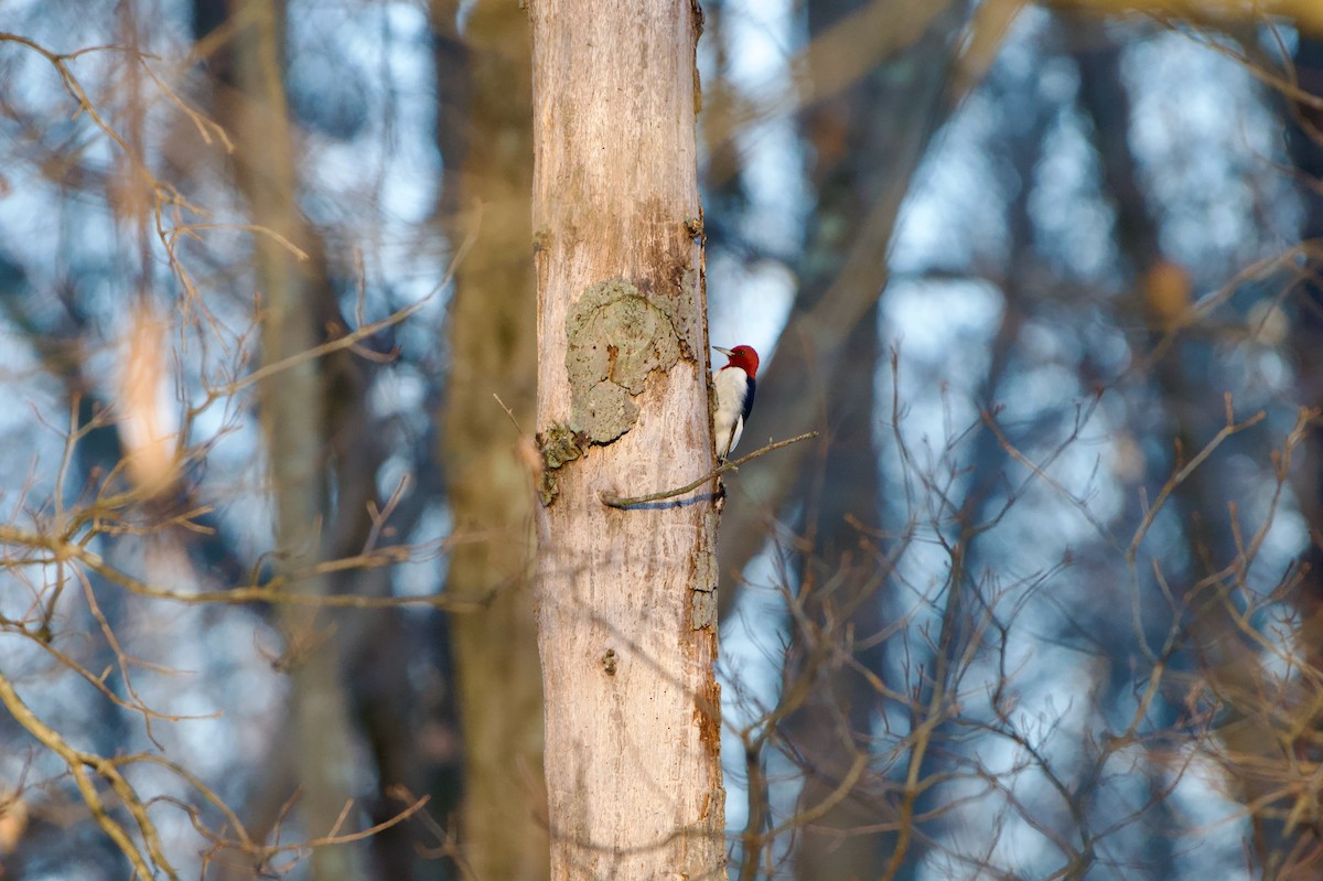 Red-headed Woodpecker - ML647154826