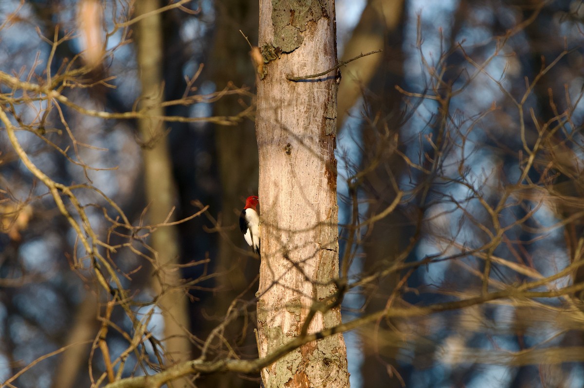 Red-headed Woodpecker - ML647154827
