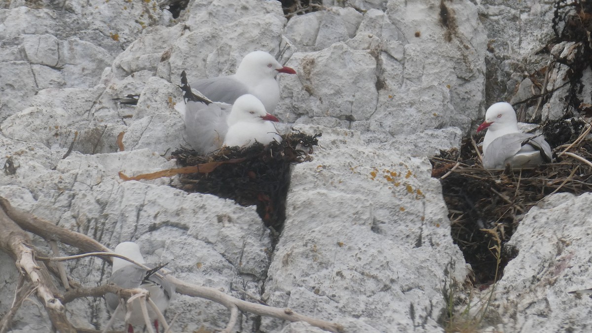 紐澳紅嘴鷗 - ML647154831