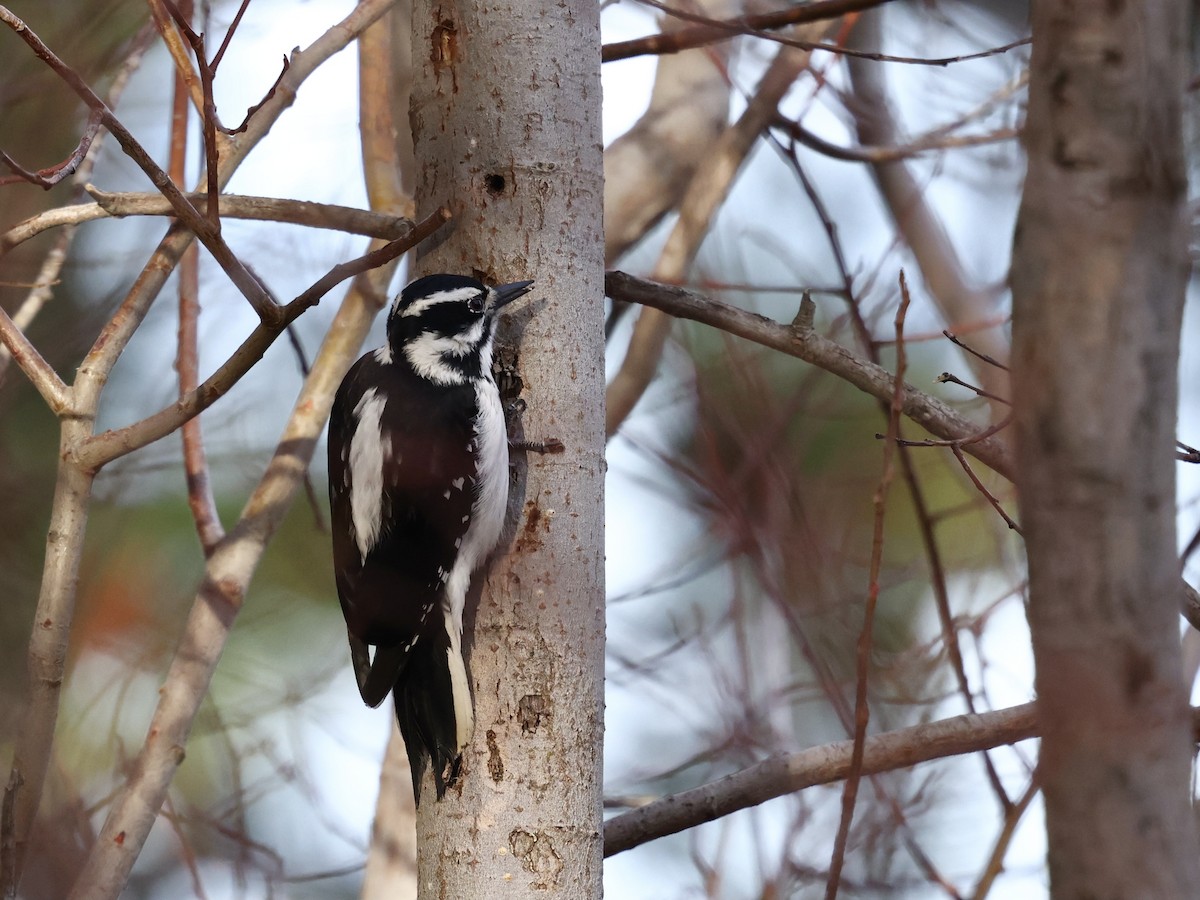 Hairy Woodpecker - ML647154833