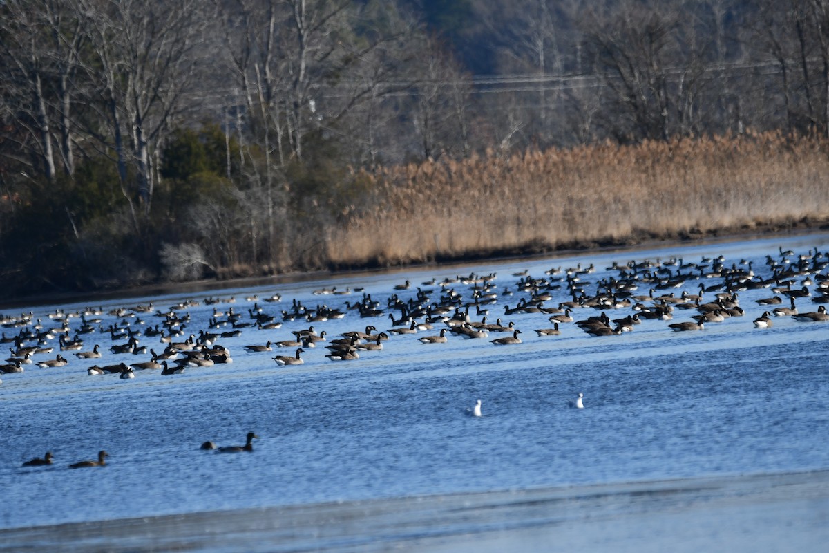 カナダガン - ML647154834