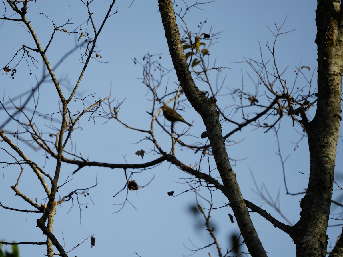 lesňáček žlutoskvrnný - ML647154835