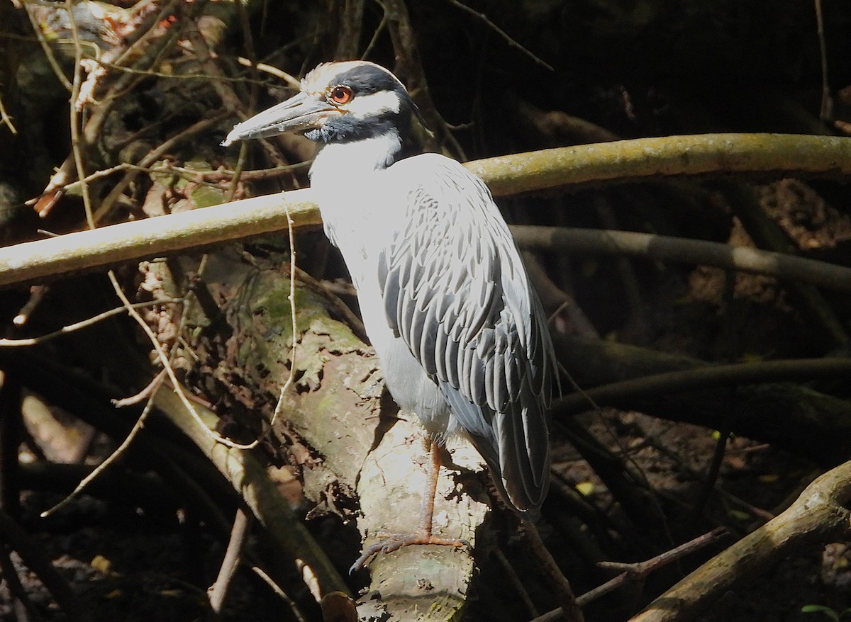 אנפת לילה צהובת-כיפה - ML647154837
