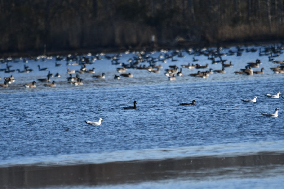 カナダガン - ML647154841