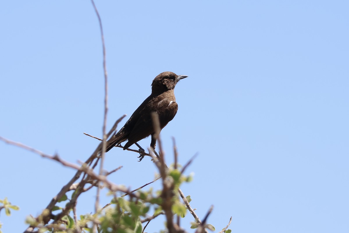 Southern Anteater-Chat - ML647154853