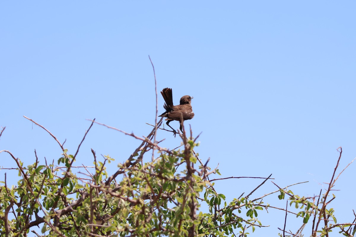 Southern Anteater-Chat - ML647154854