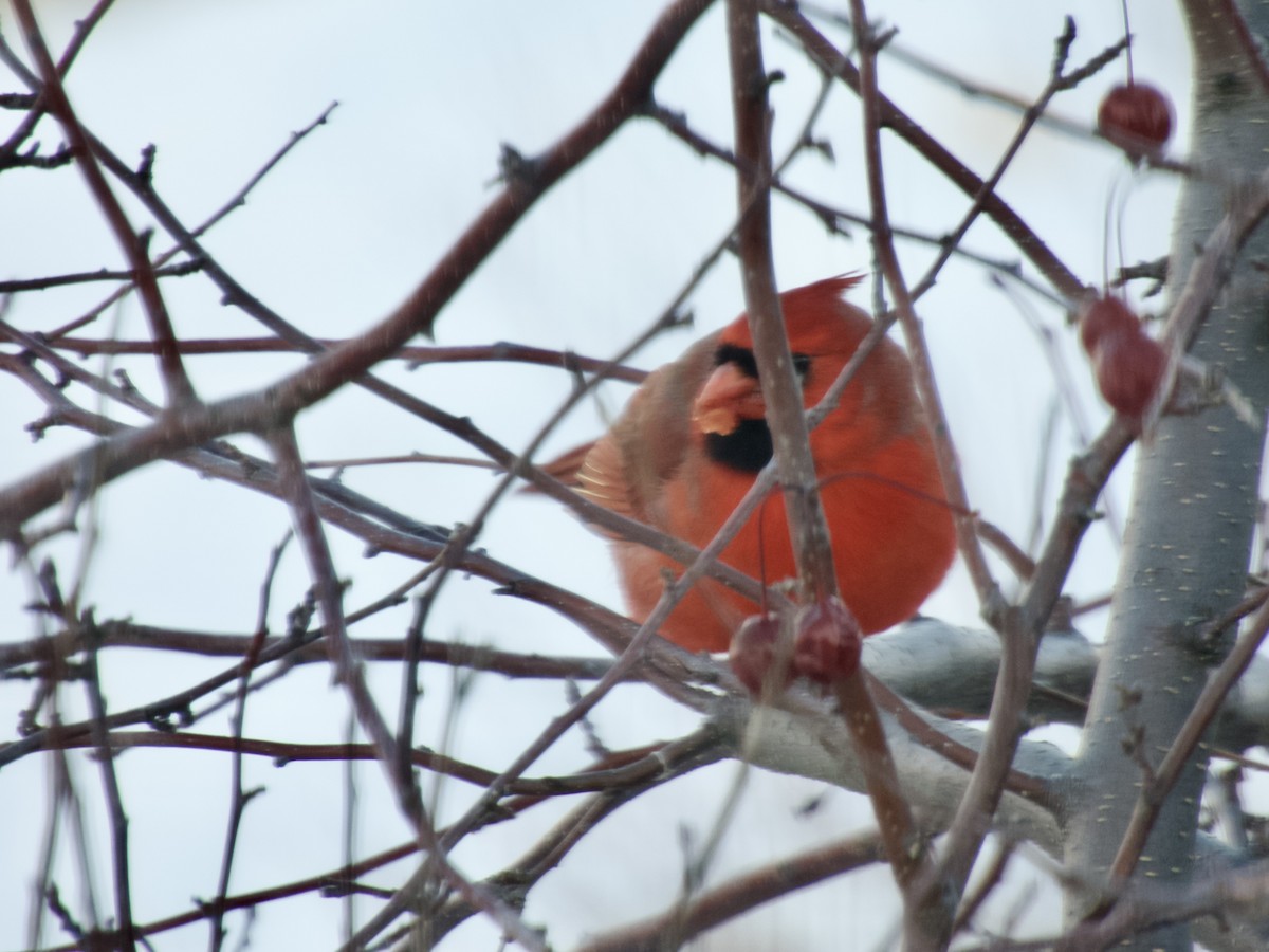 Cardinal rouge - ML647154856