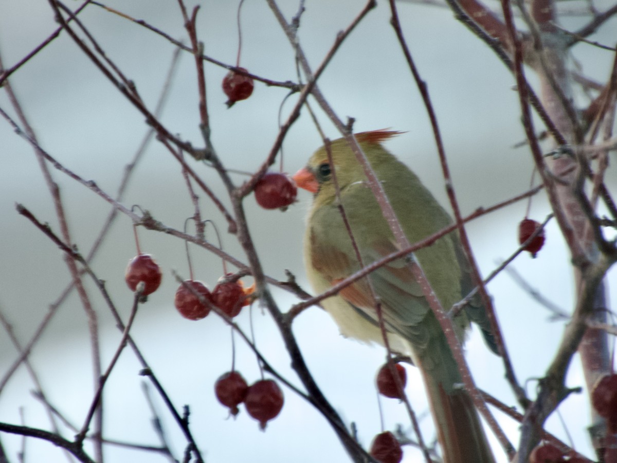 Cardinal rouge - ML647154857