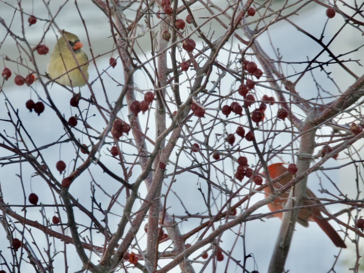 Cardinal rouge - ML647154858