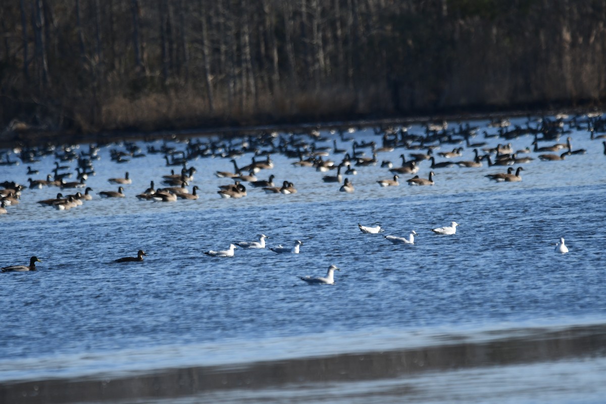 カナダガン - ML647154859