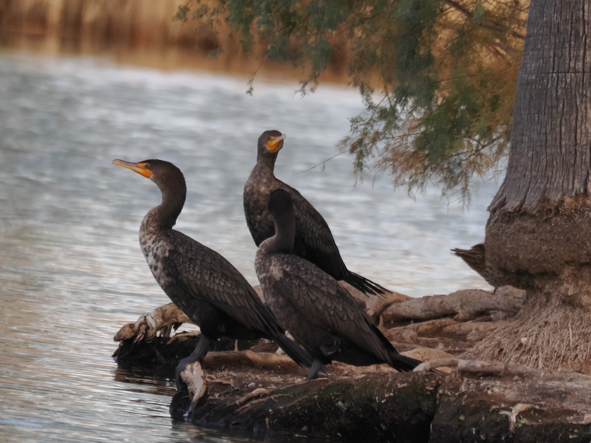 Double-crested Cormorant - ML647154862