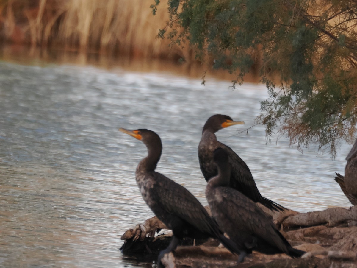 Double-crested Cormorant - ML647154863