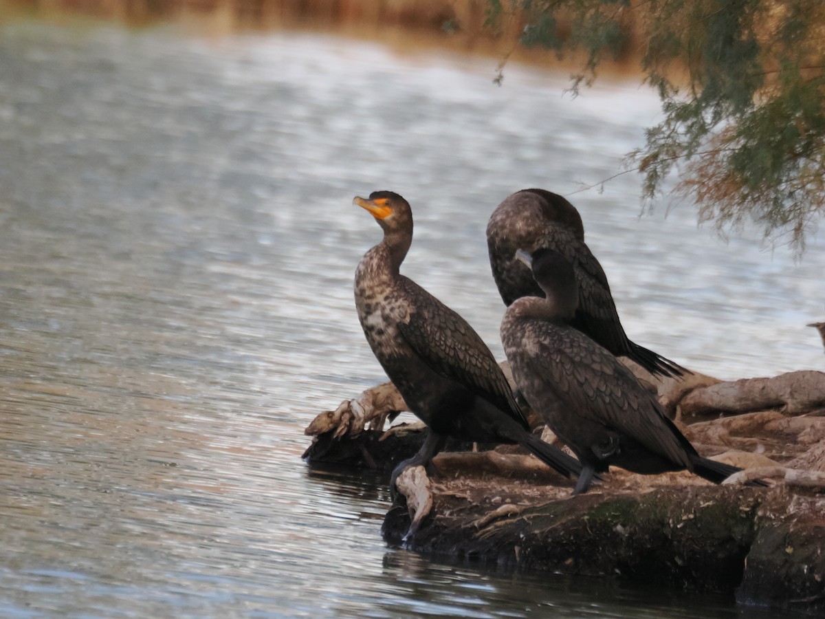 Double-crested Cormorant - ML647154864