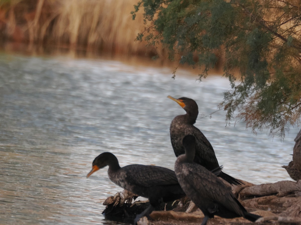 Double-crested Cormorant - ML647154865