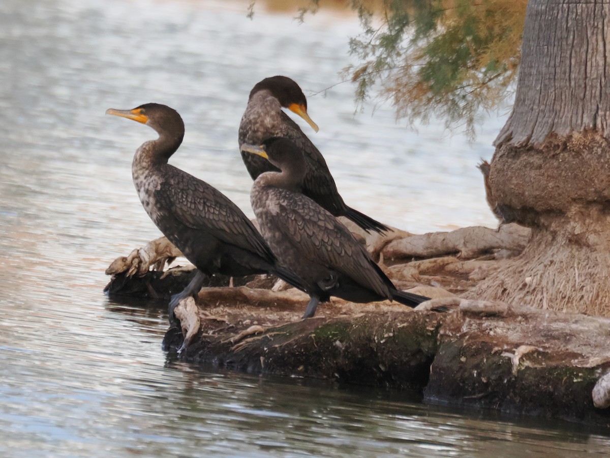 Double-crested Cormorant - ML647154866