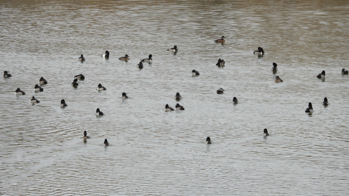 環頸潛鴨 - ML647154870