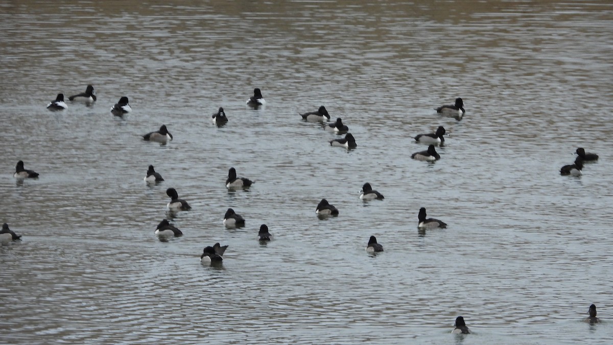 環頸潛鴨 - ML647154871