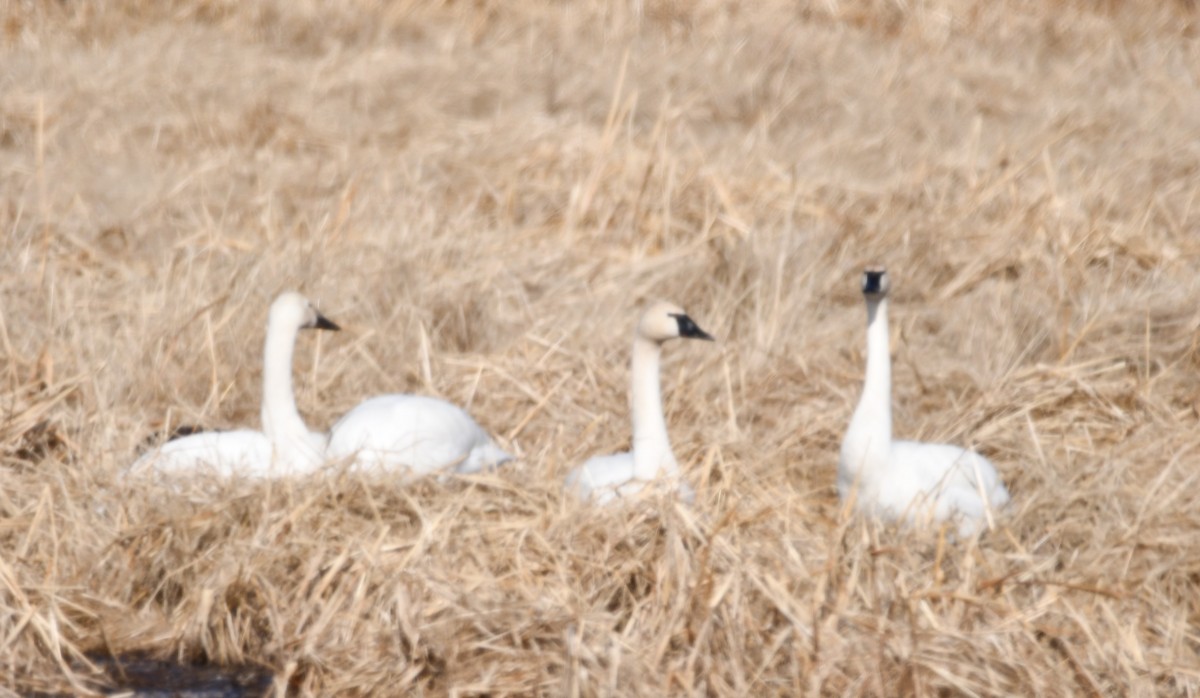 コハクチョウ - ML647154872