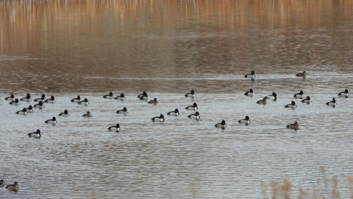 環頸潛鴨 - ML647154888