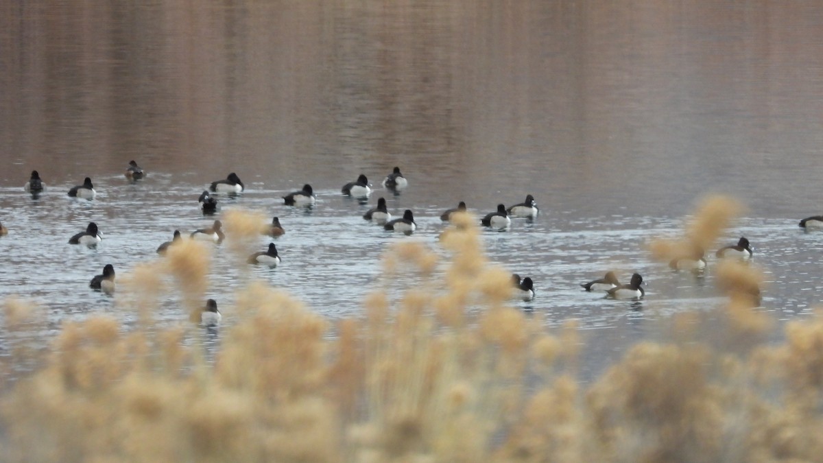 環頸潛鴨 - ML647154889