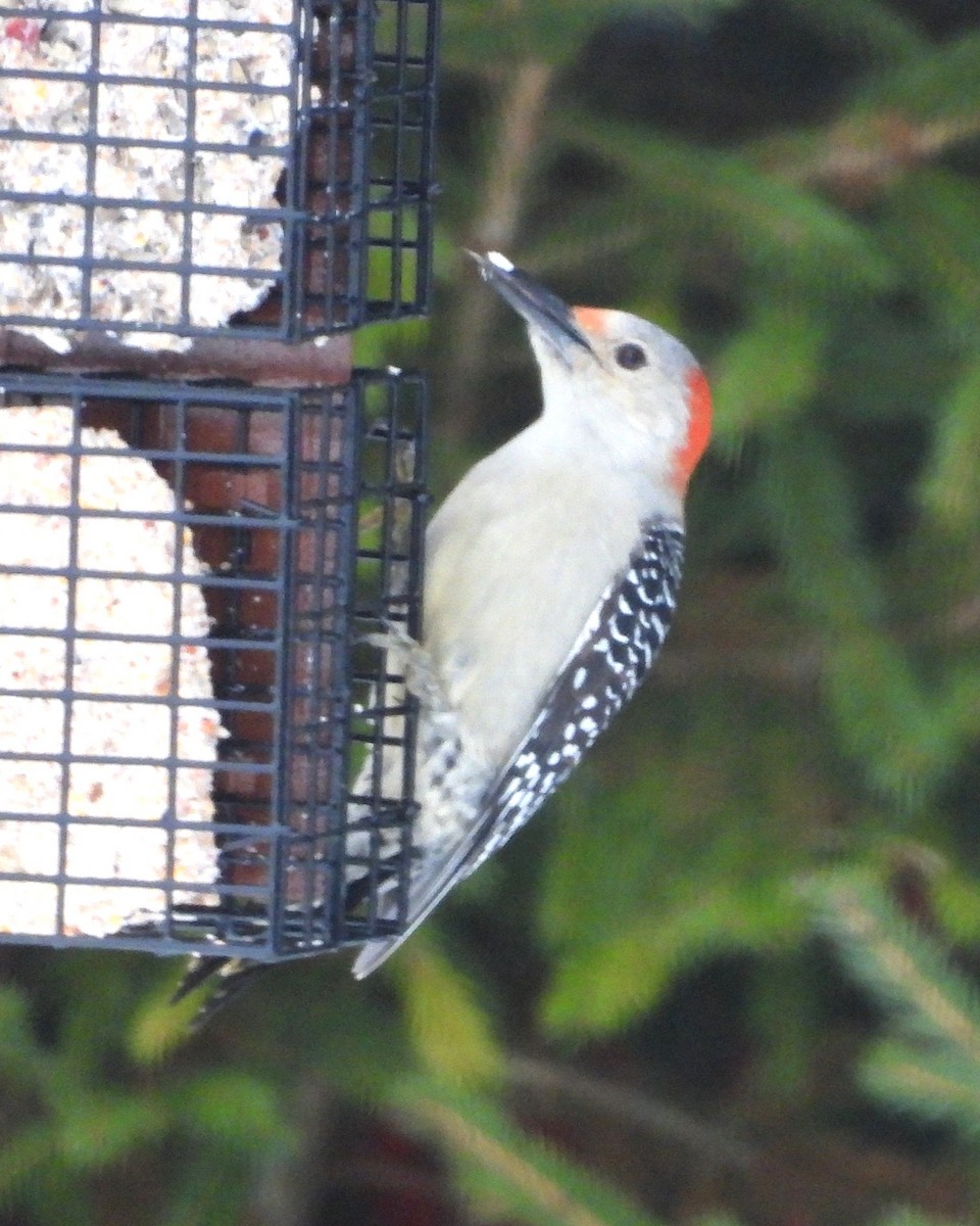 シマセゲラ - ML647154890