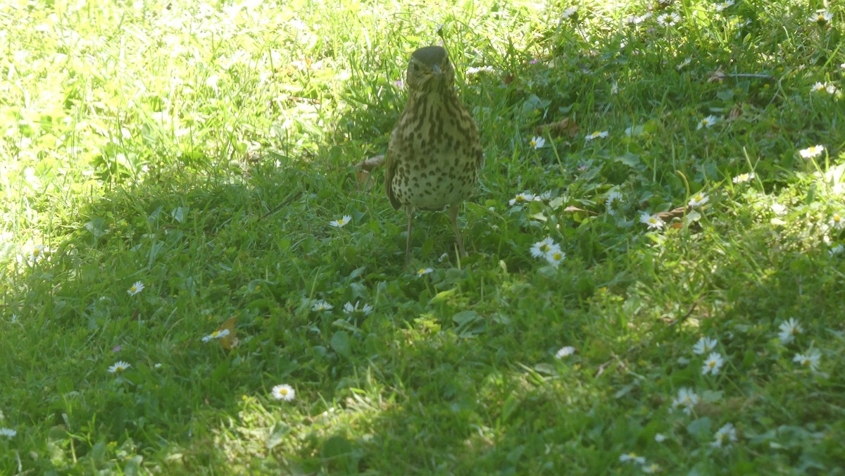 Song Thrush - ML647154891