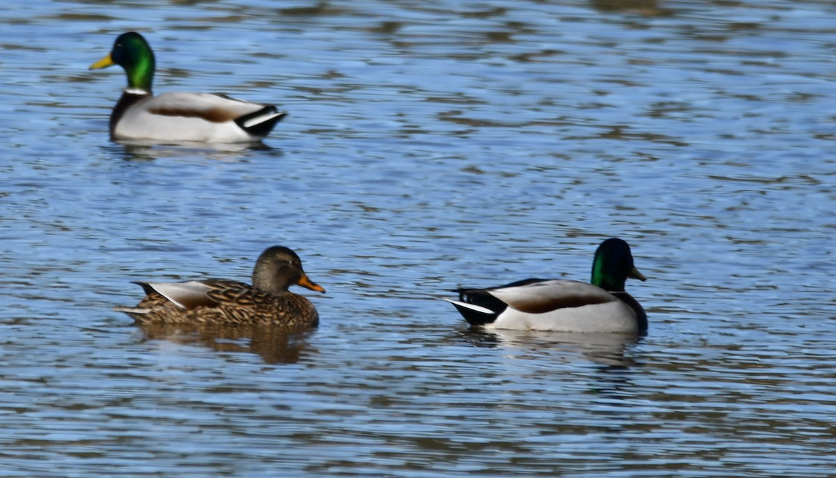 マガモ - ML647154894