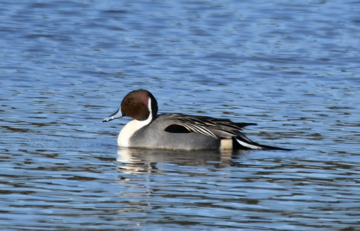 オナガガモ - ML647154905