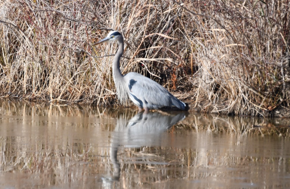 オオアオサギ - ML647154912