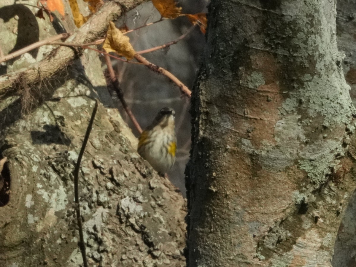 lesňáček žlutoskvrnný - ML647154913