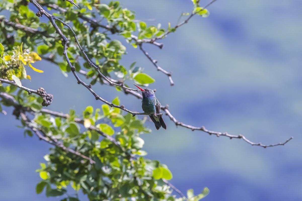 Geniş Gagalı Kolibri - ML647154915