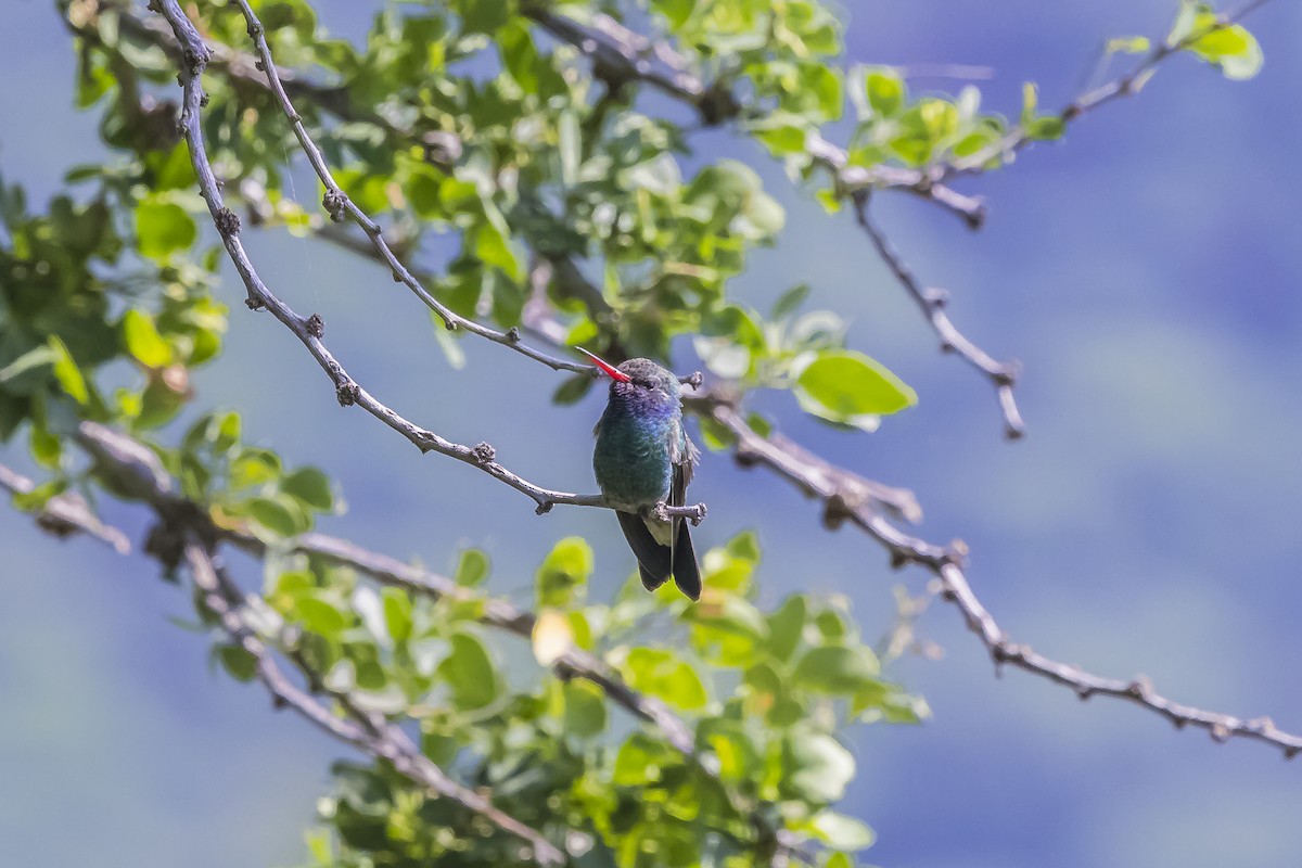 Geniş Gagalı Kolibri - ML647154920