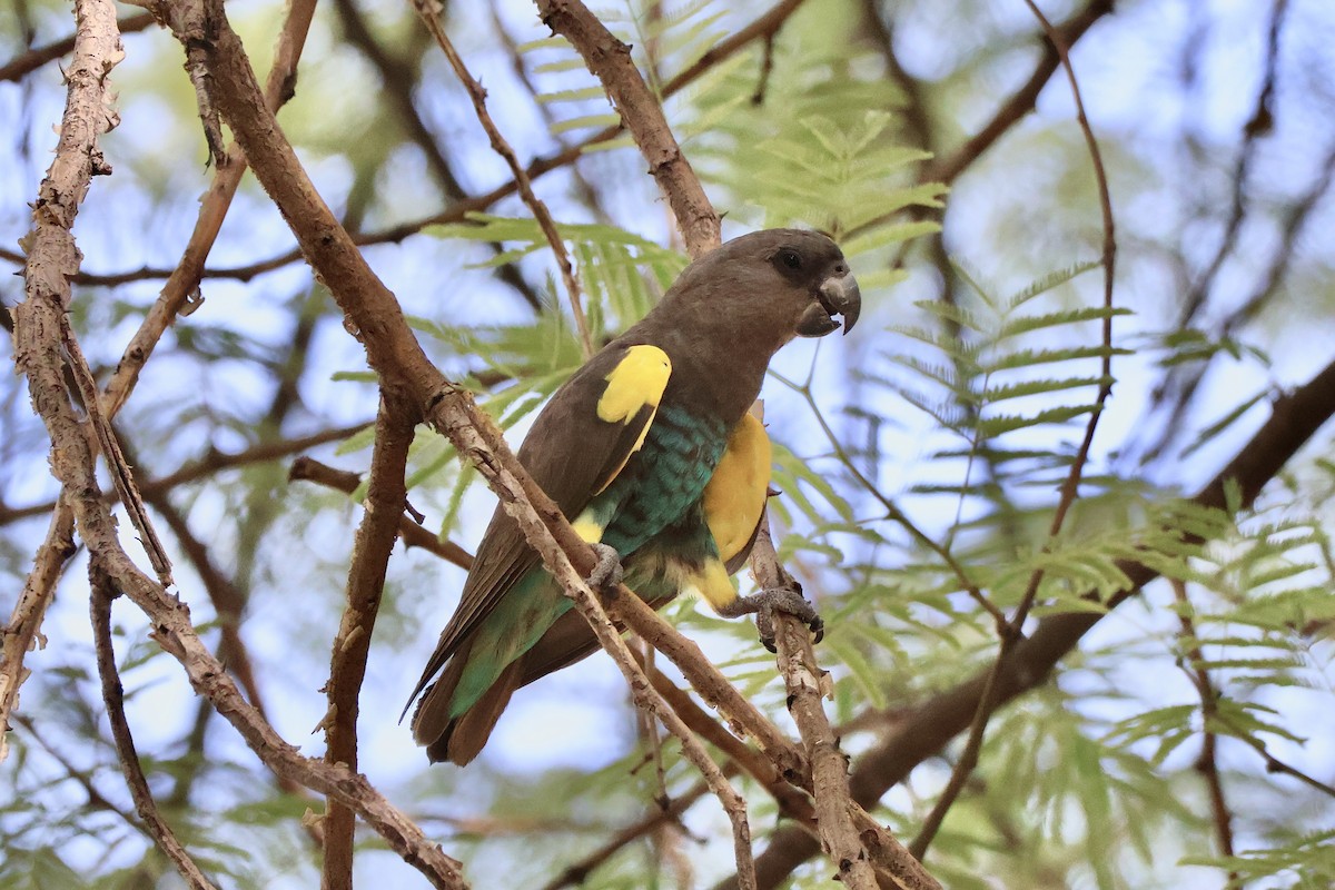 Meyer's Parrot - ML647154922