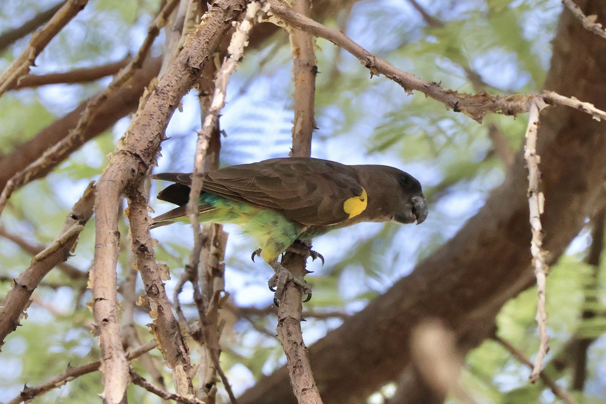 Meyer's Parrot - ML647154923