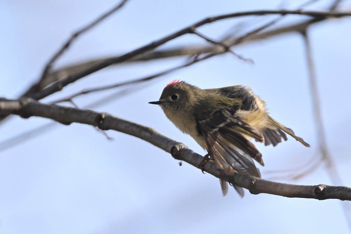 rubinfuglekonge - ML647154925