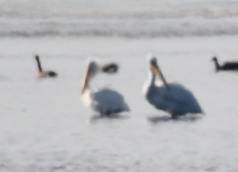 アメリカシロペリカン - ML647154926