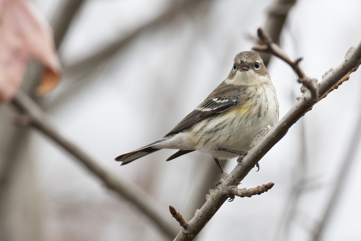 Taçlı Ötleğen (coronata) - ML647154937
