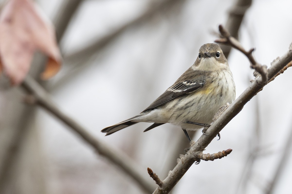 Taçlı Ötleğen (coronata) - ML647154938