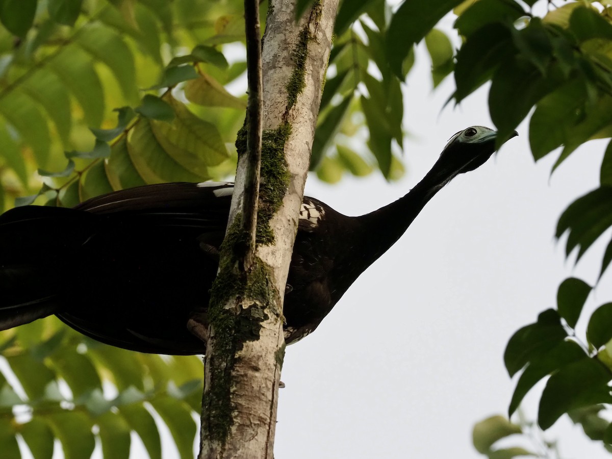 Trinidad Islıkçı Guanı - ML647154939