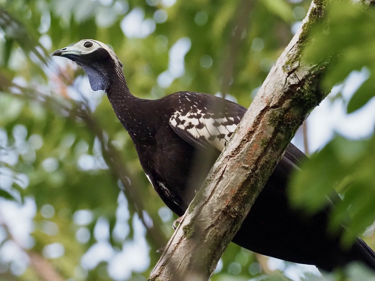 Trinidad Islıkçı Guanı - ML647154940