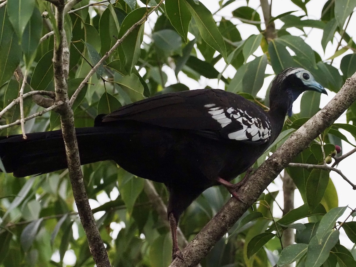 Trinidad Islıkçı Guanı - ML647154941