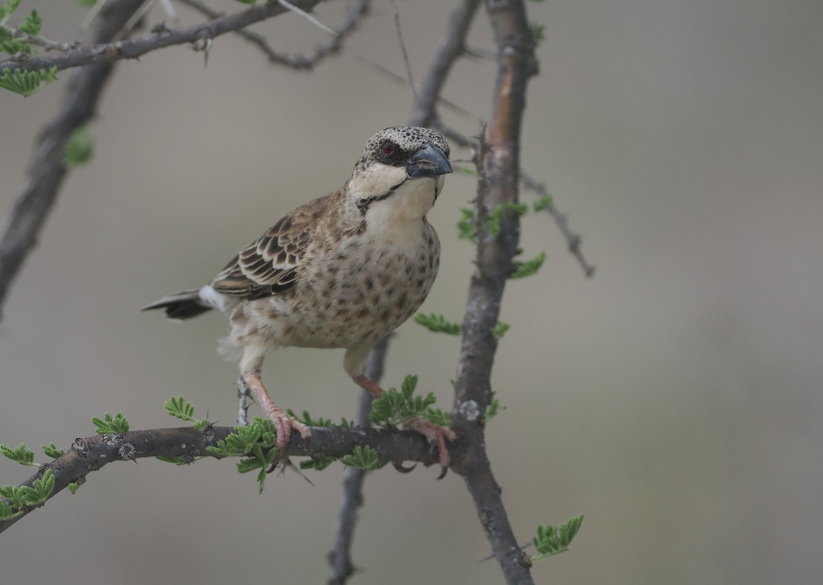 Donaldson Dokumacısı - ML647154943