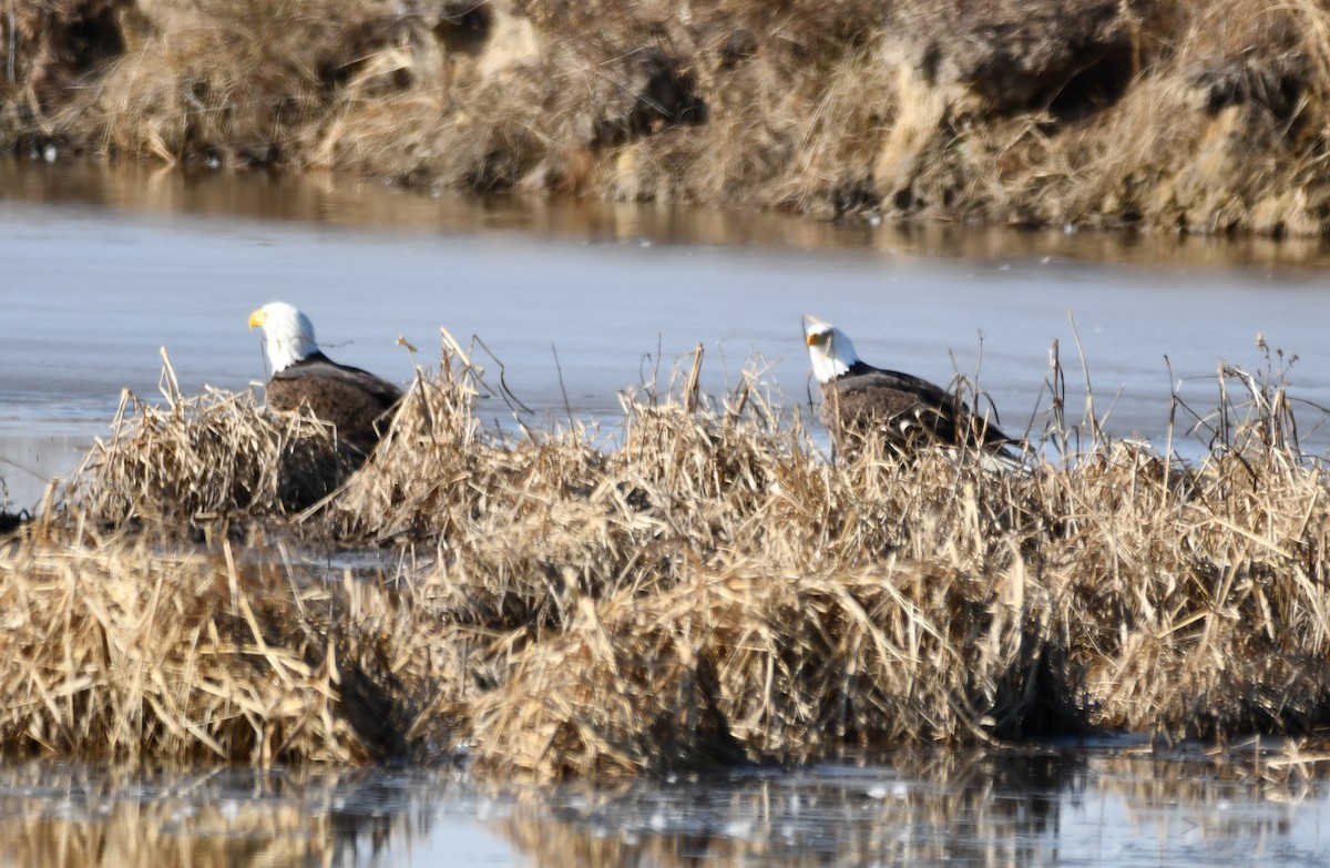 Ak Başlı Kartal - ML647154945
