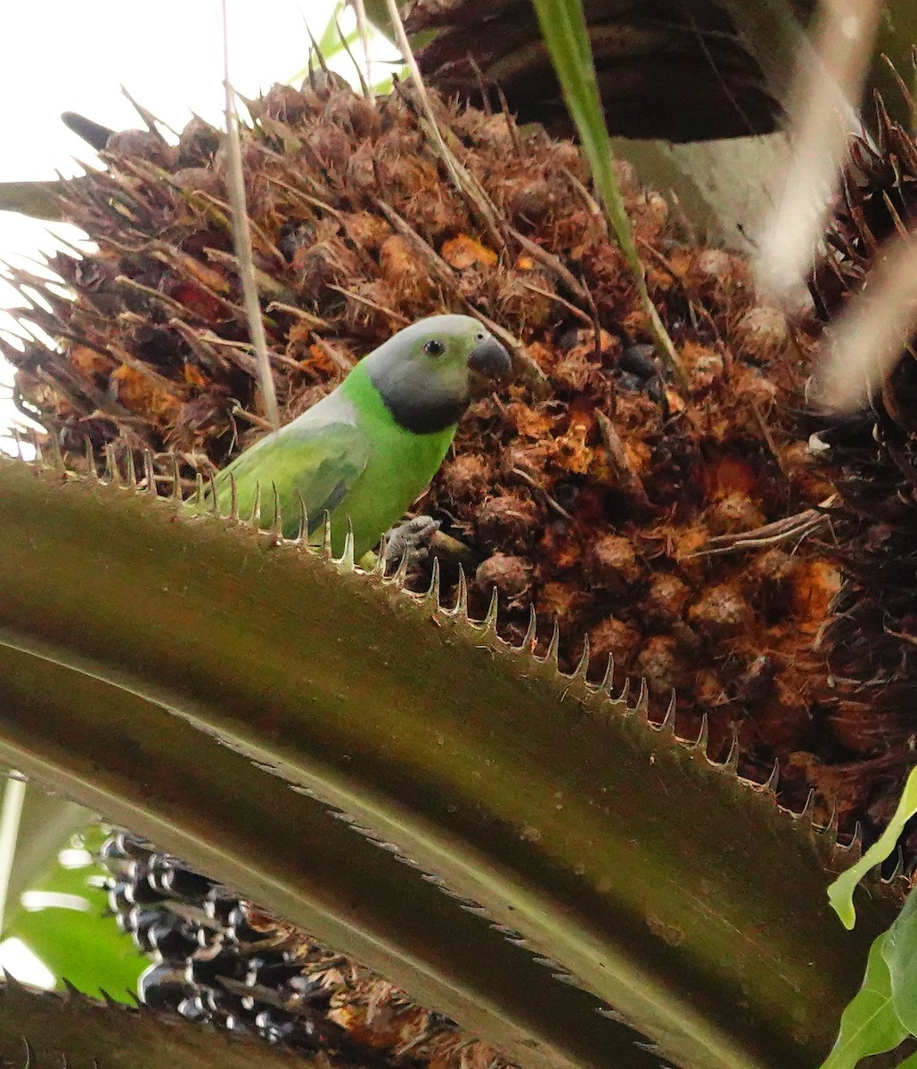 Seylan Yeşil Papağanı - ML647154946