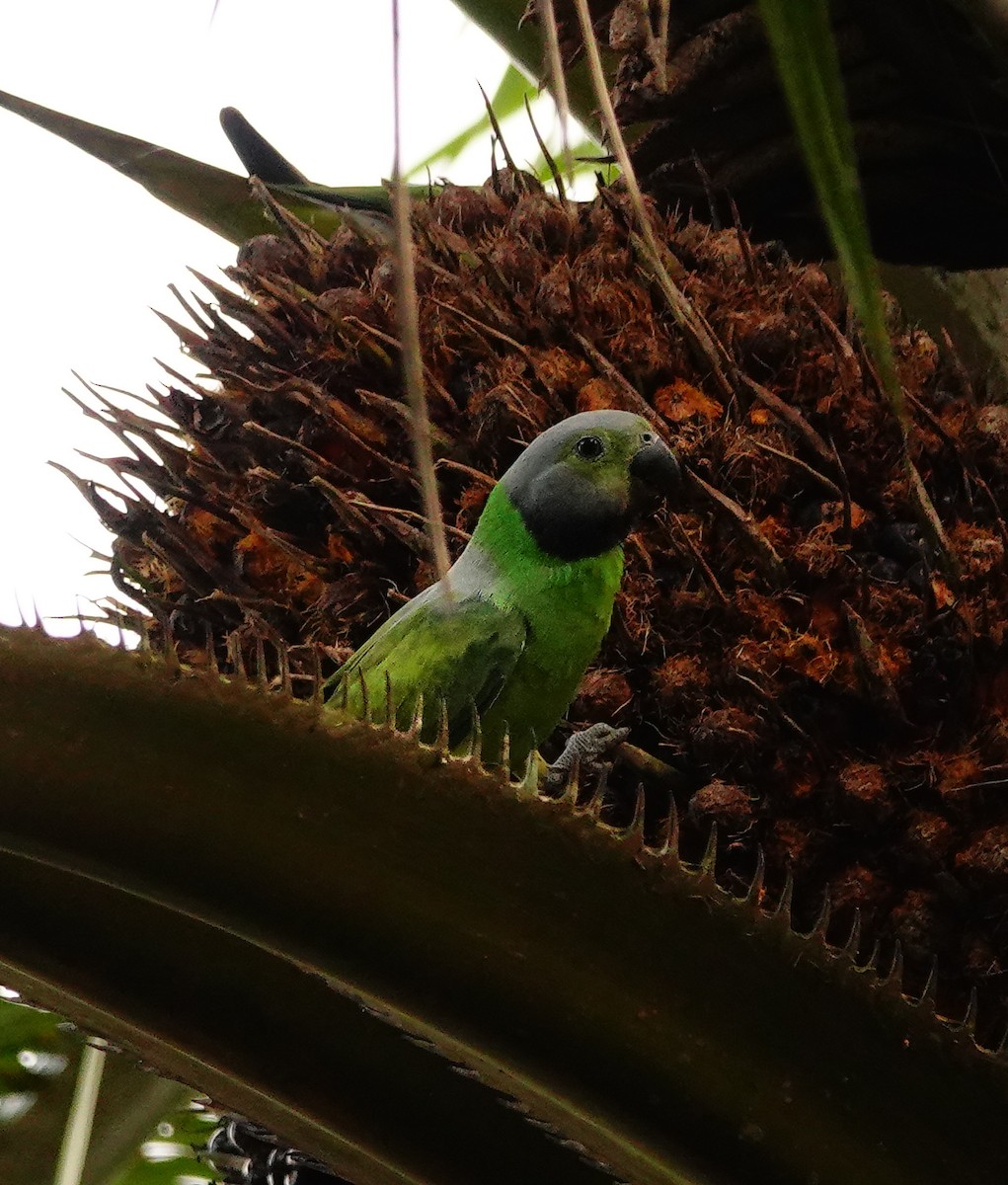 Seylan Yeşil Papağanı - ML647154947