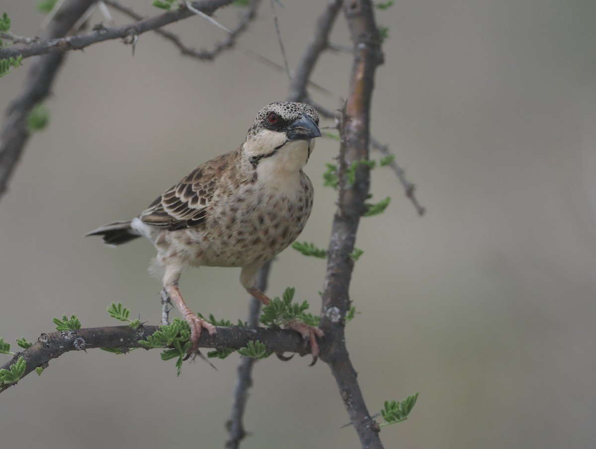 Donaldson Dokumacısı - ML647154948